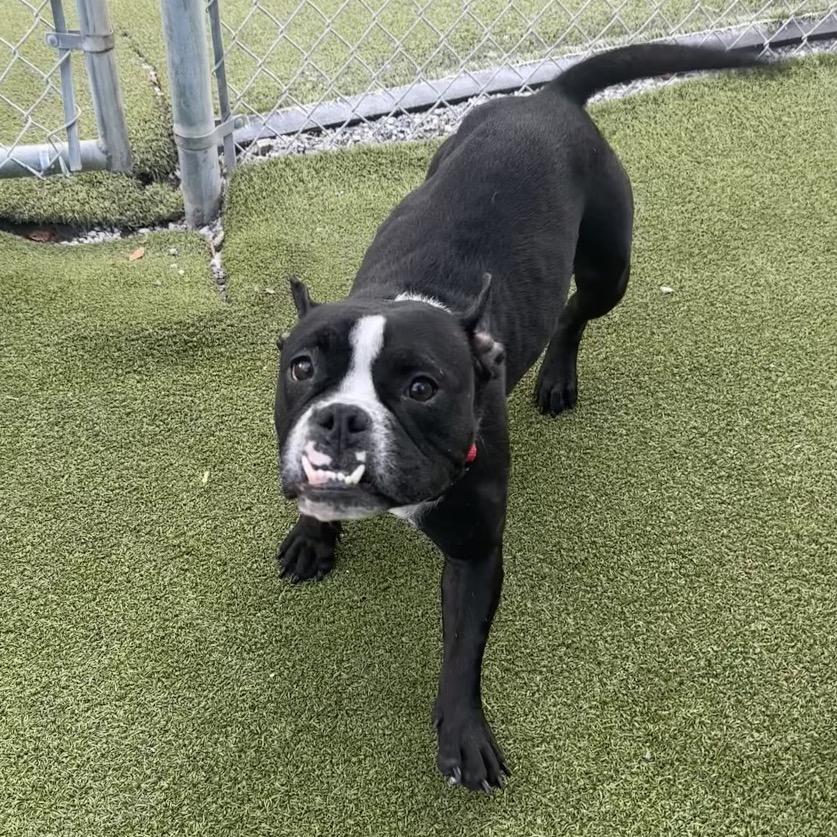 Tiny Tina, Adoptable, Adult Female Boston Terrier & English Bulldog.