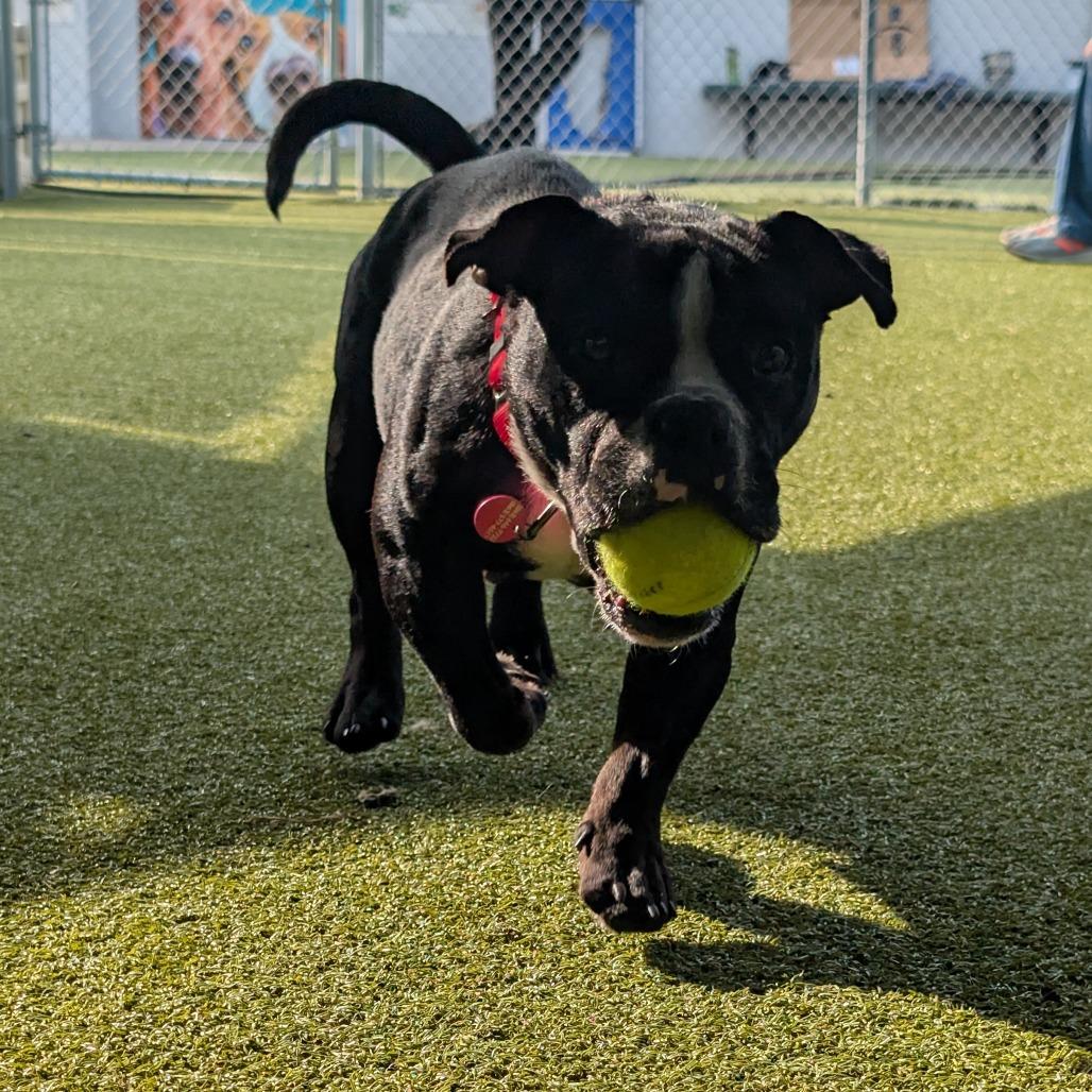 Tiny Tina, a Adoptable mixed breed in Lakeland, FL image 2/3