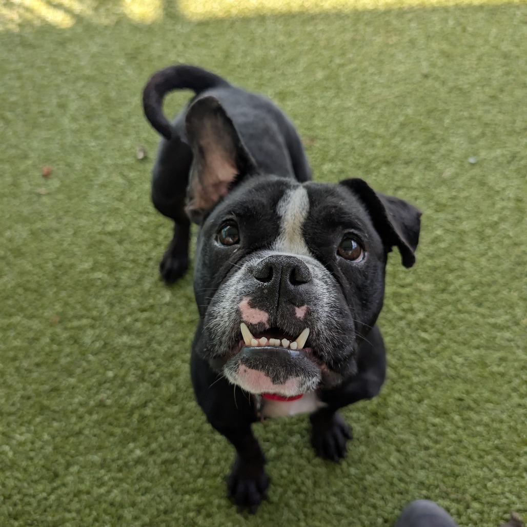 Tiny Tina, a Adoptable mixed breed in Lakeland, FL image 3/3