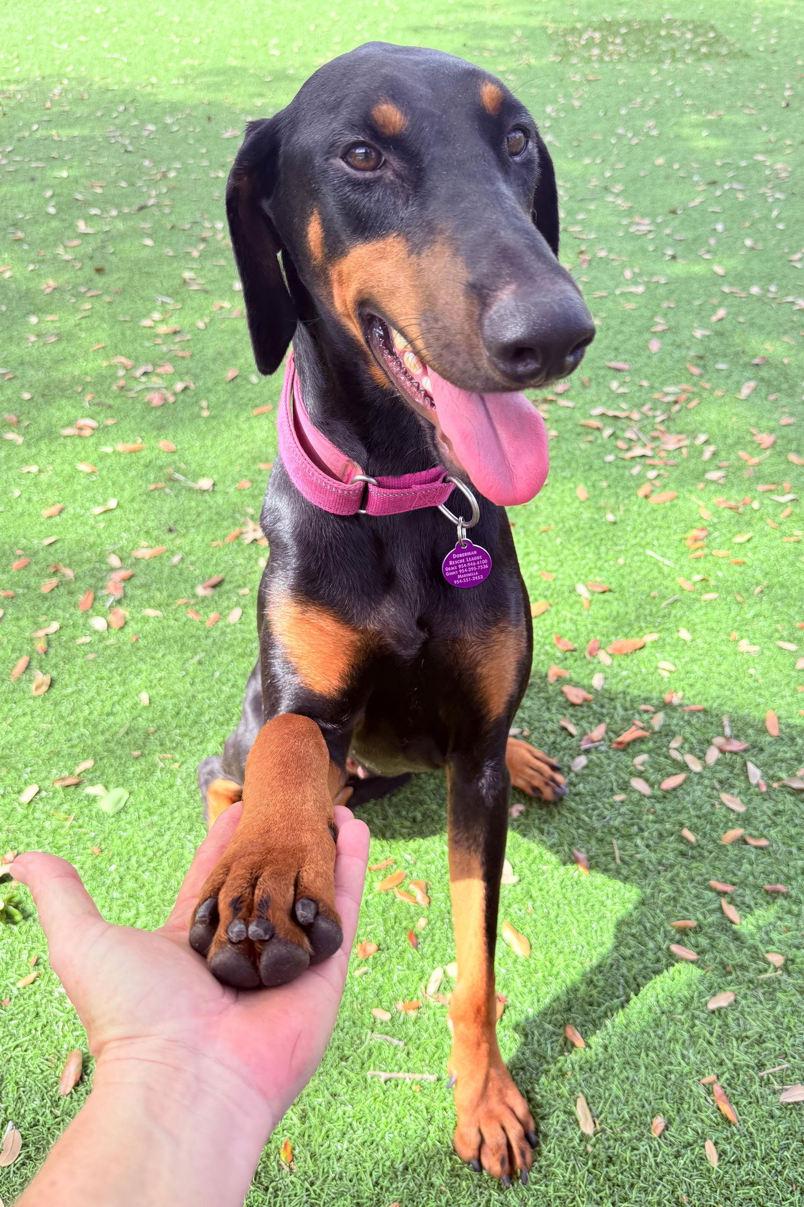 Electra 3456, Adopted, Young Female Doberman Pinscher.