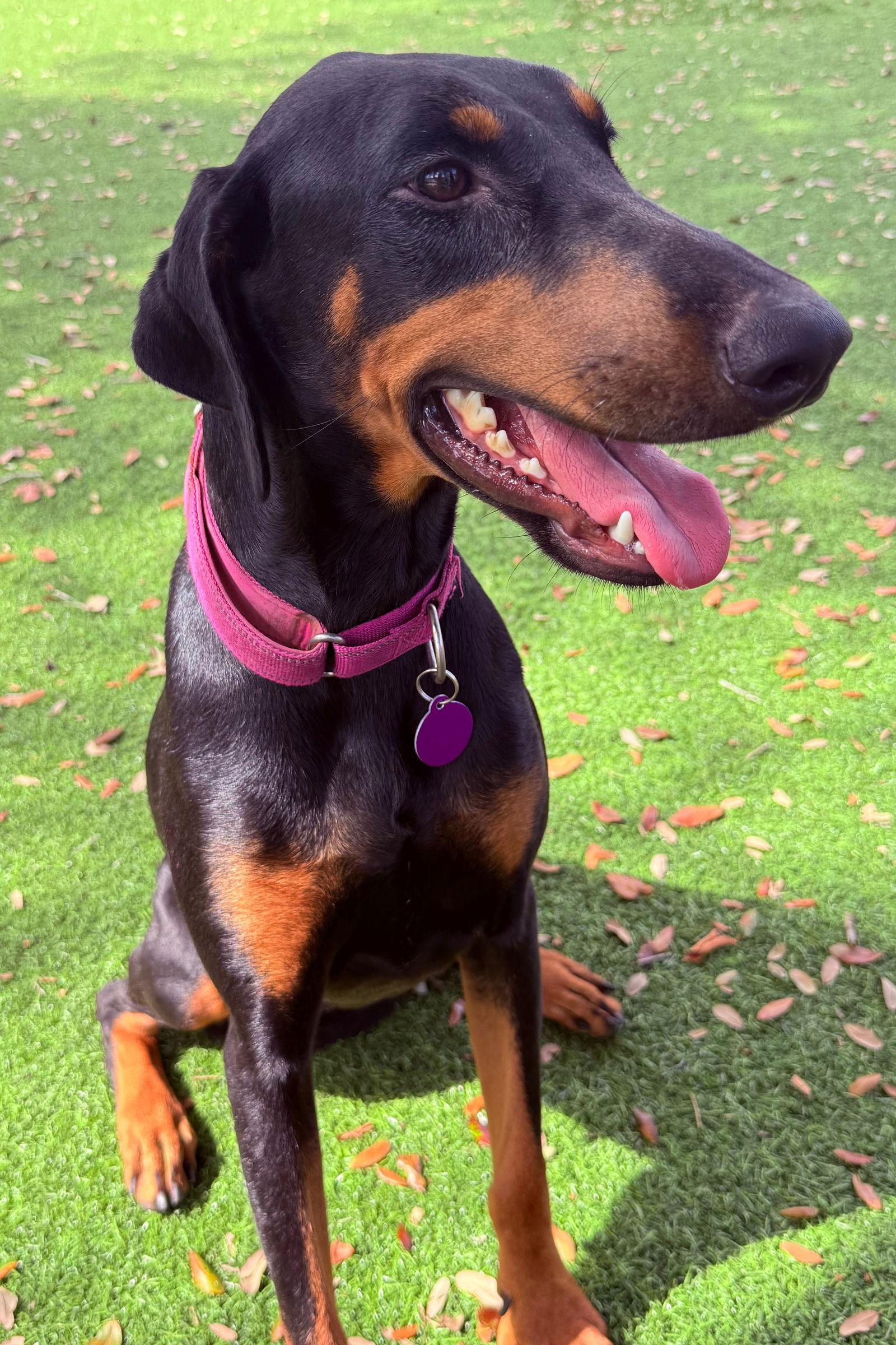 Enlarge Electra 3456, a Adopted Doberman Pinscher in Oakland Park, FL image 2/3