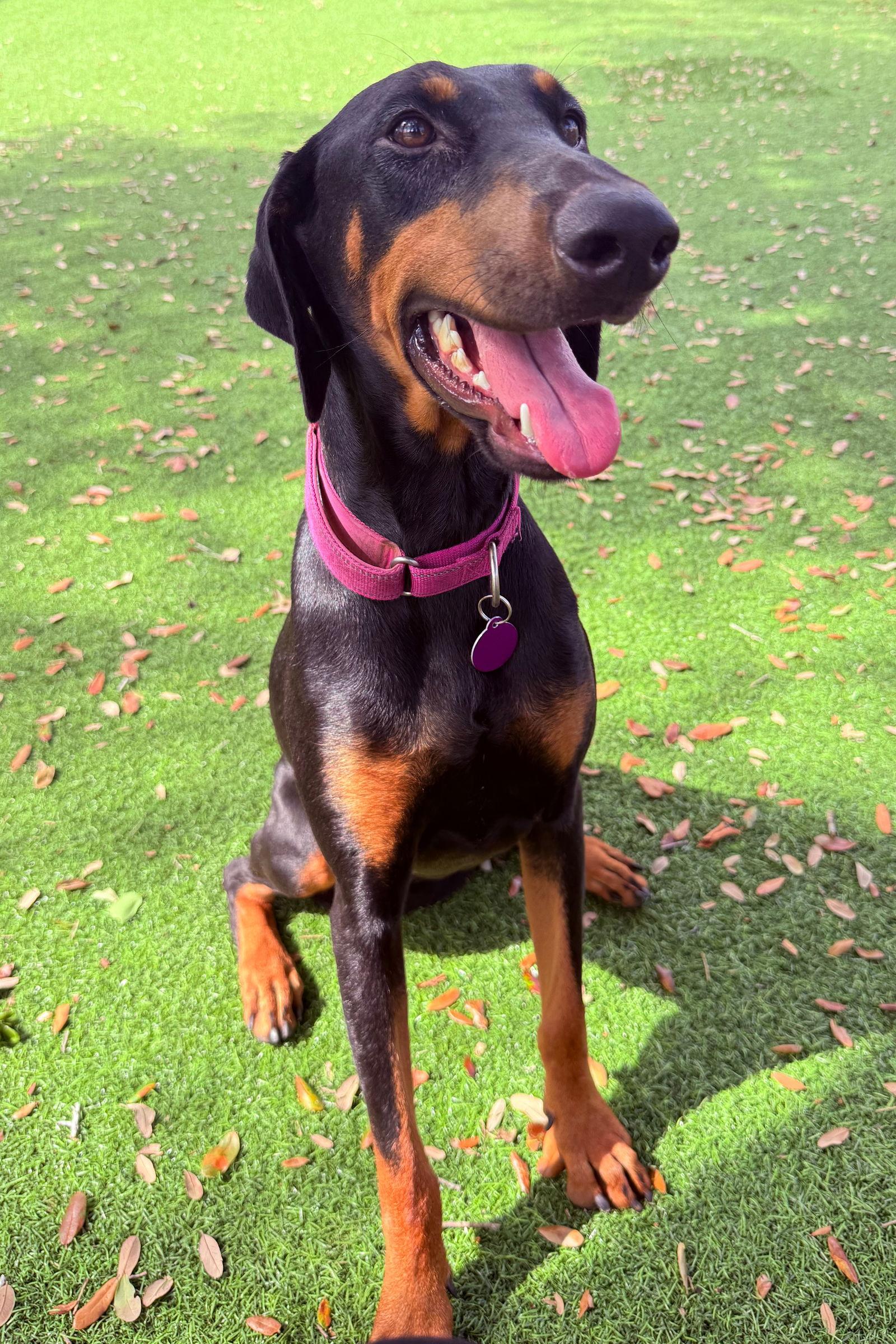 Enlarge Electra 3456, a Adopted Doberman Pinscher in Oakland Park, FL image 3/3