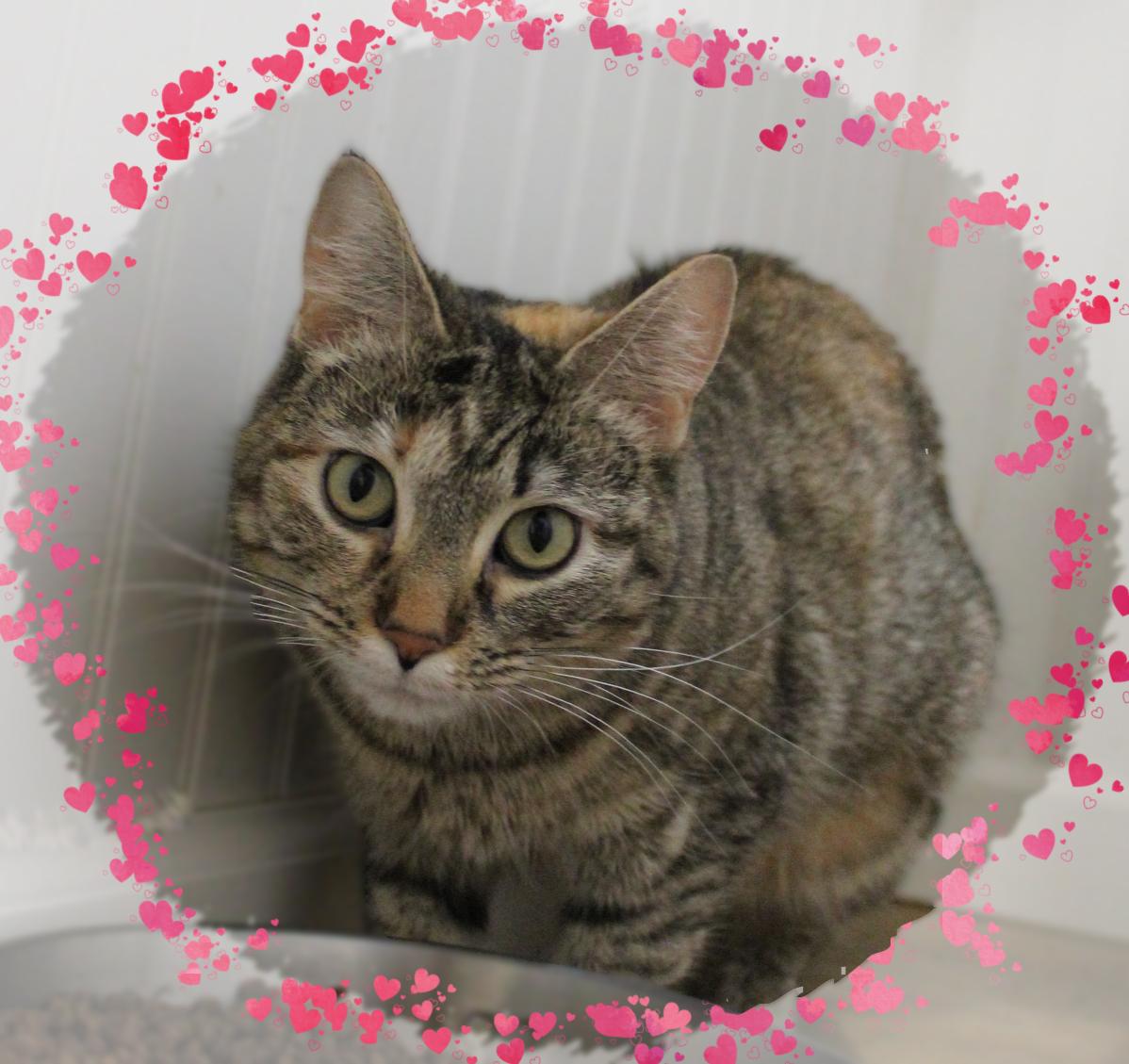 Chel, Young Female Tabby