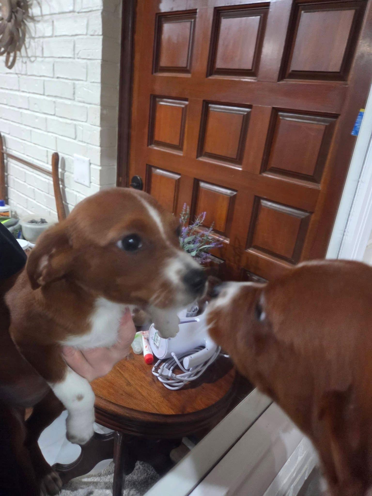 Enlarge Lucy Priceless, a Adoptable mixed breed in Wakefield, RI image 1/3