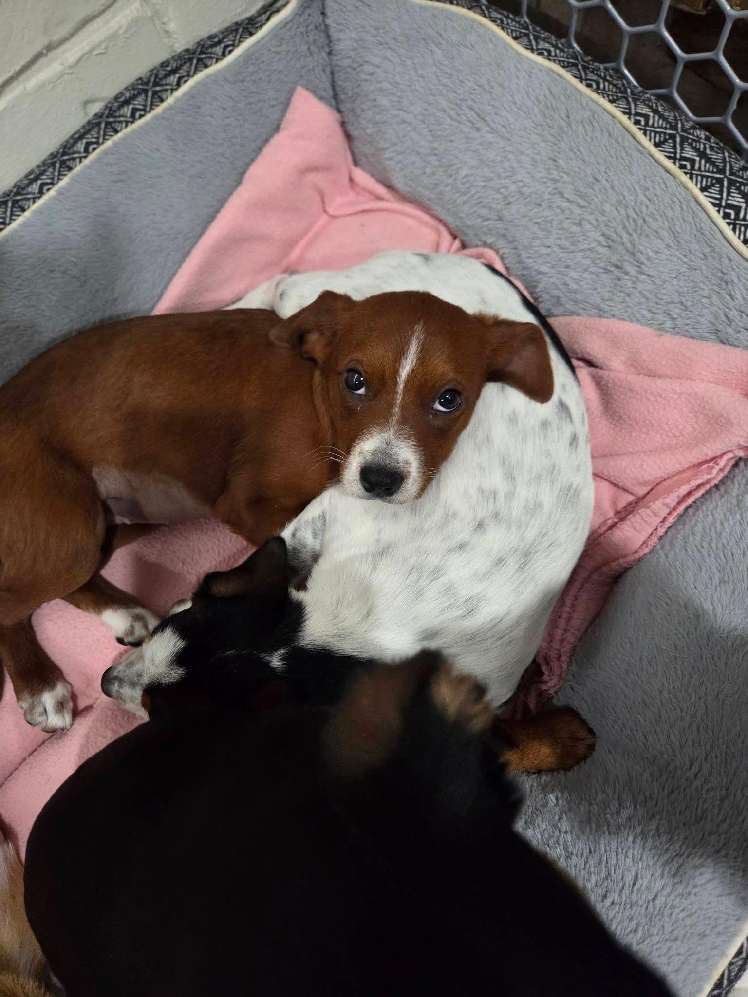 Lucy Priceless, Adoptable, Puppy Female Chihuahua & Terrier.