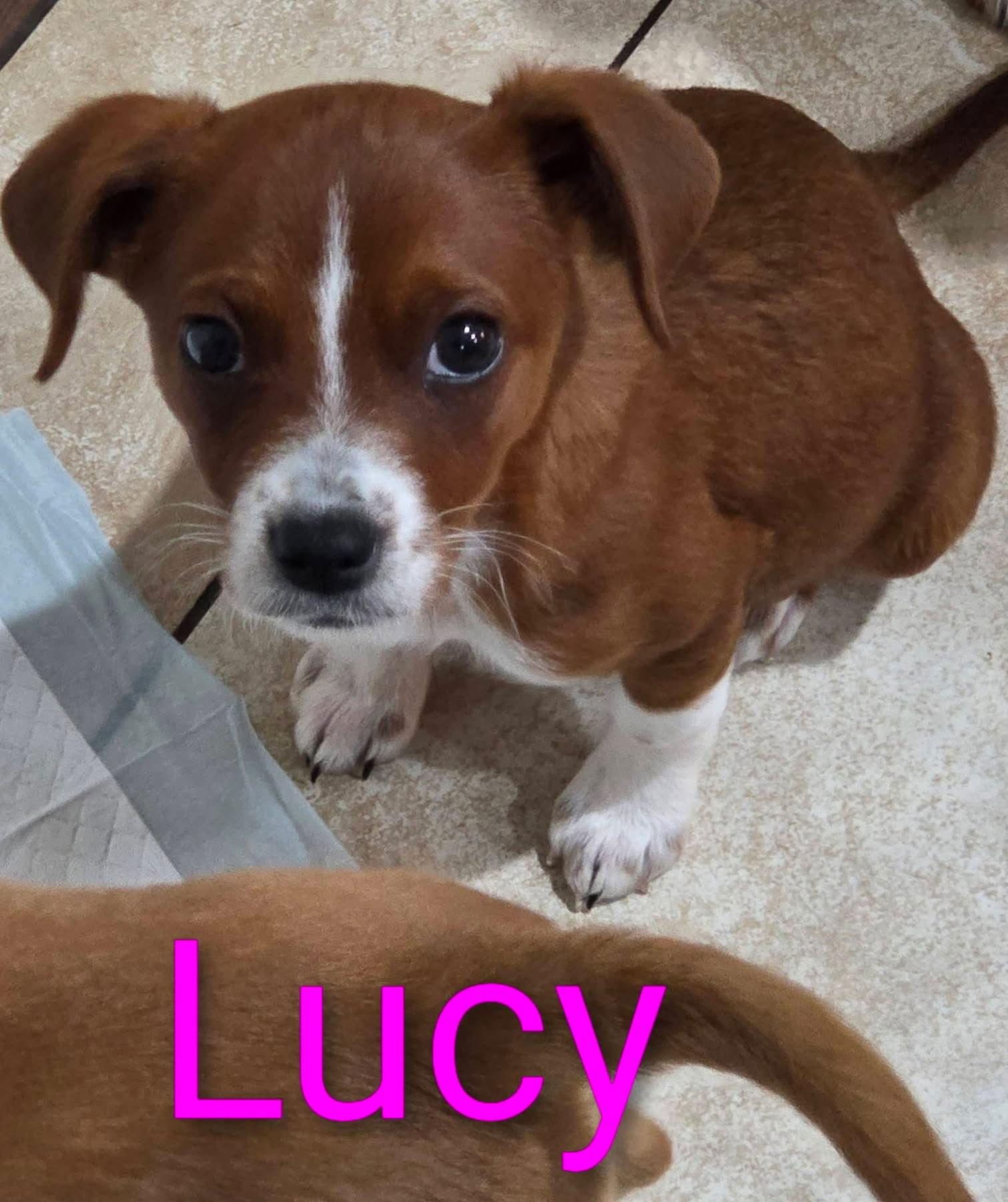 Lucy Priceless thumbnail 2