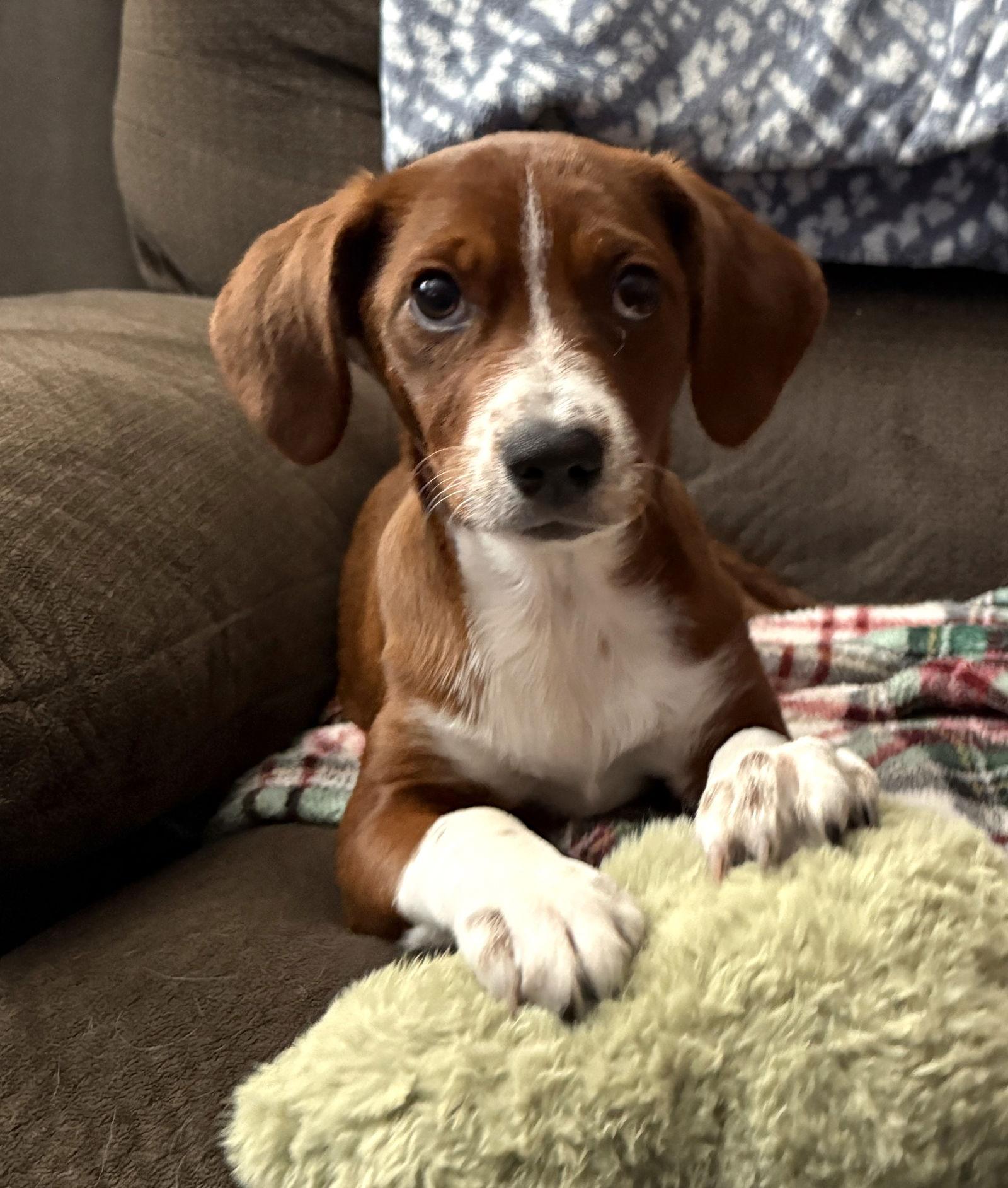 Enlarge Lucy Priceless *LOCAL*, a Adoptable mixed breed in Wakefield, RI image 2/3