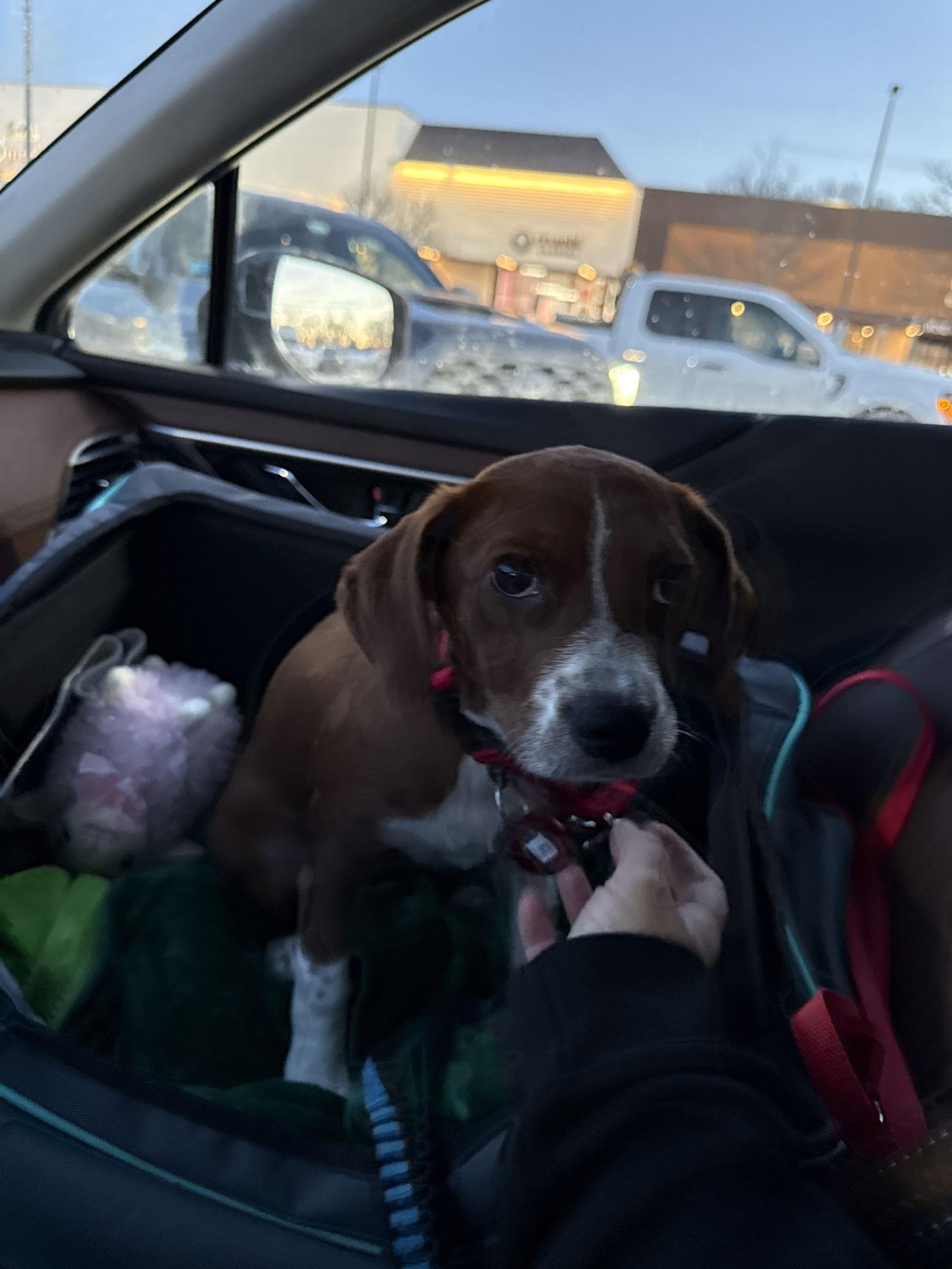 Enlarge Lucy Priceless *LOCAL*, a Adoptable mixed breed in Wakefield, RI image 3/3