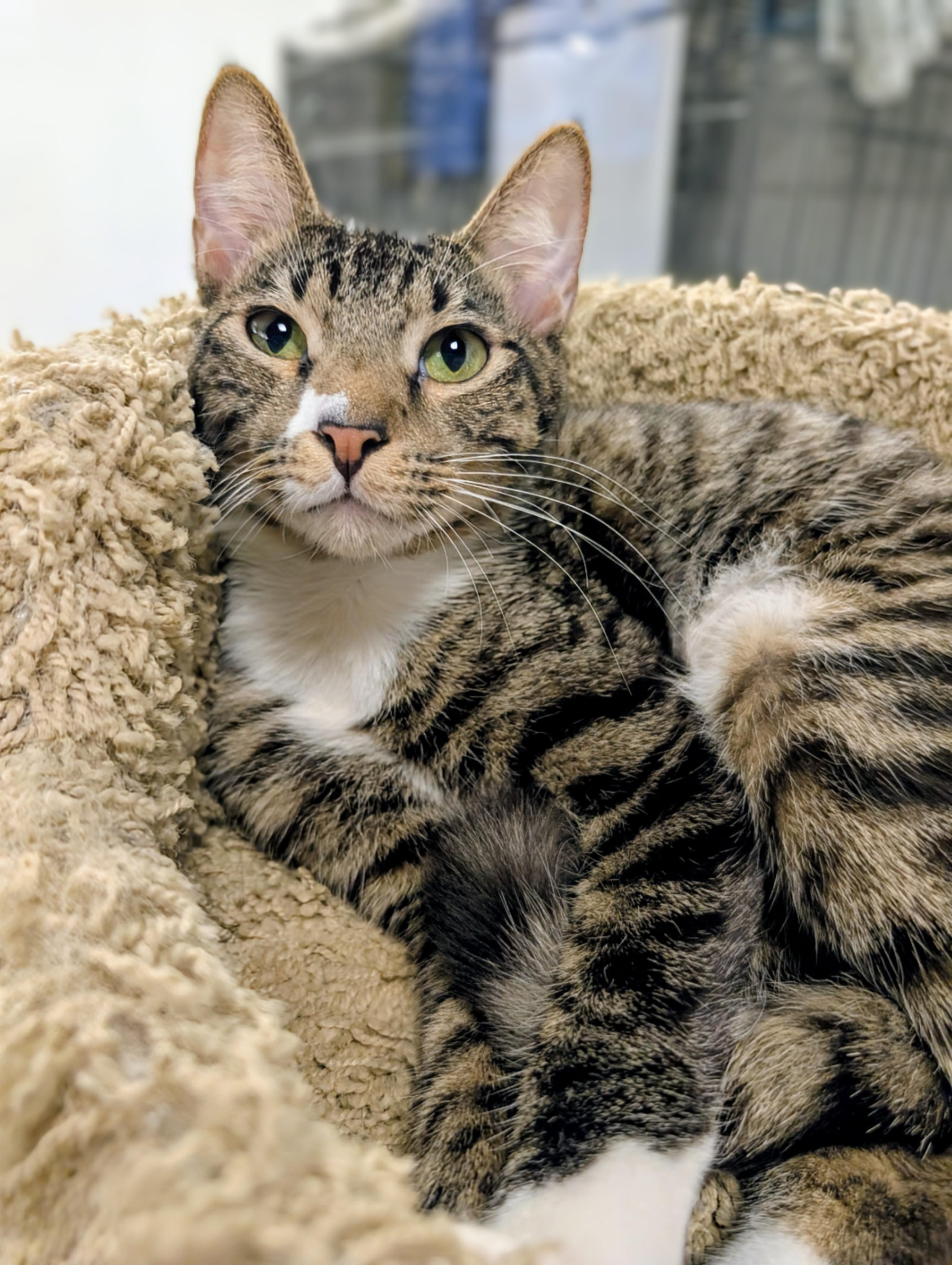 Scoville , ADOPTABLE, Young Male Domestic Short Hair.