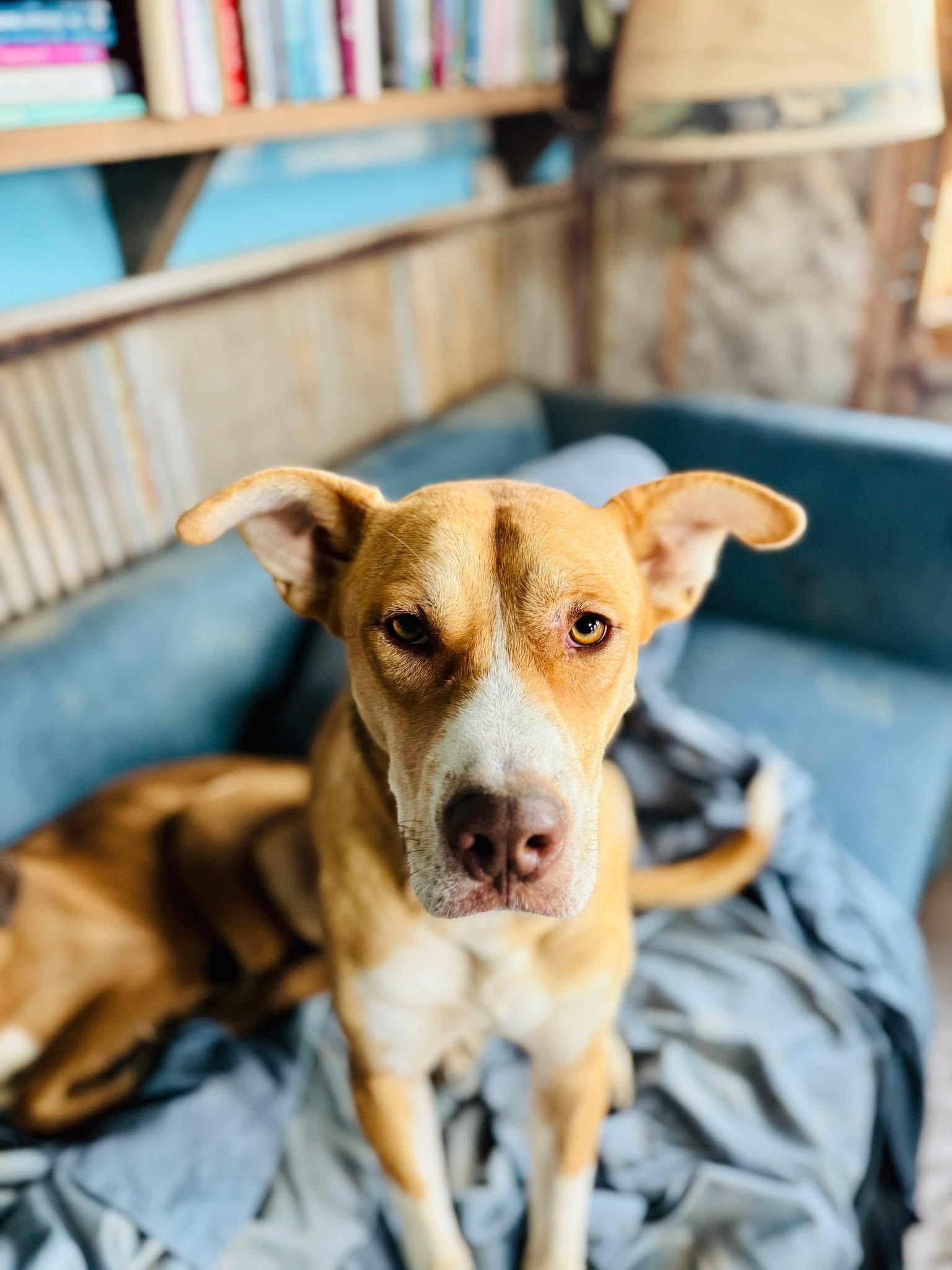 Bo Peep, an adoptable Mixed Breed in Wilsall, MT, 59086 | Photo Image 1