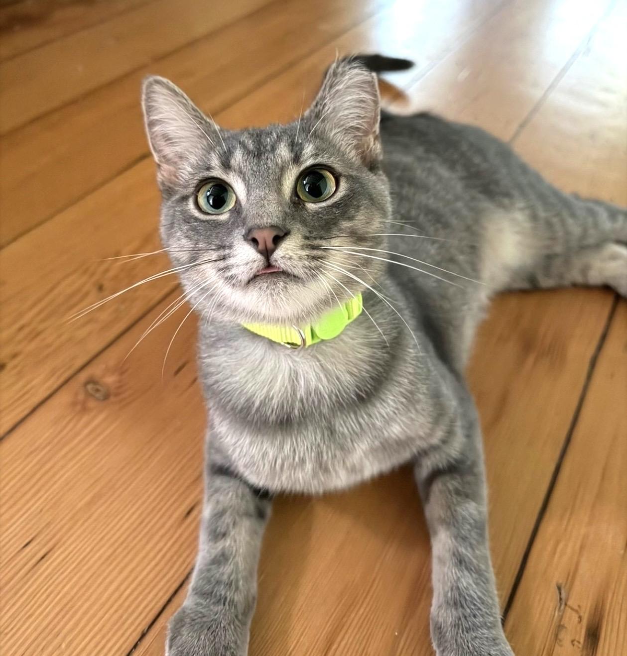 Enlarge Aria, a Adoptable Domestic Short Hair in Troy, MI image 1/6