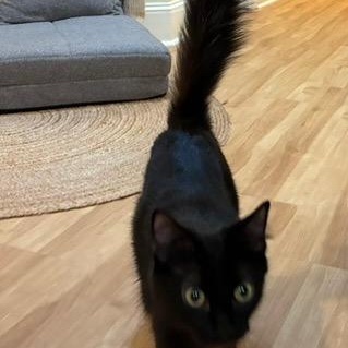 Baby Black Beauty