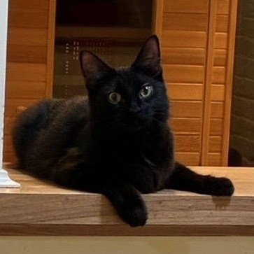 Baby Black Beauty