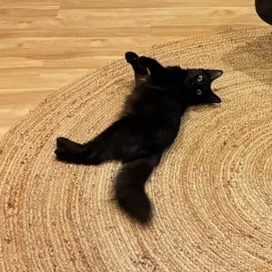 Baby Black Beauty