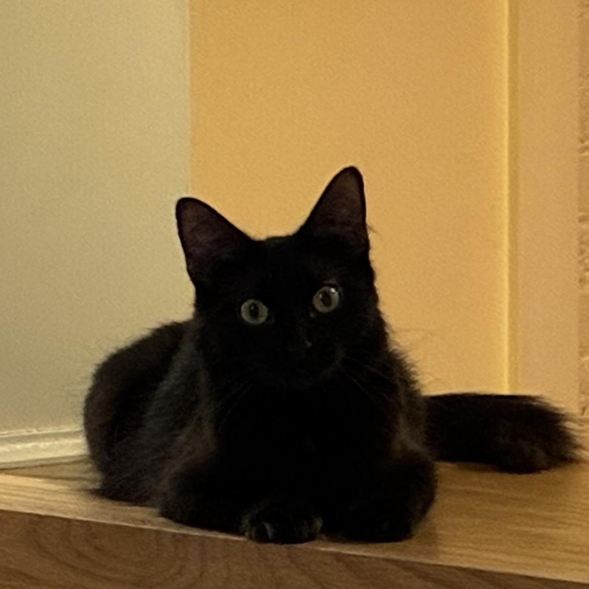 Baby Black Beauty