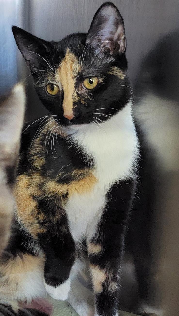 Meeko & Stella (Spayed) (Bonded Pair)