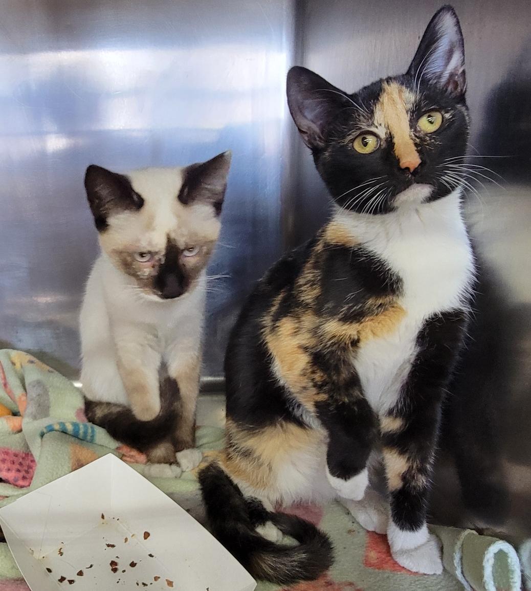 Meeko & Stella (Spayed) (Bonded Pair)