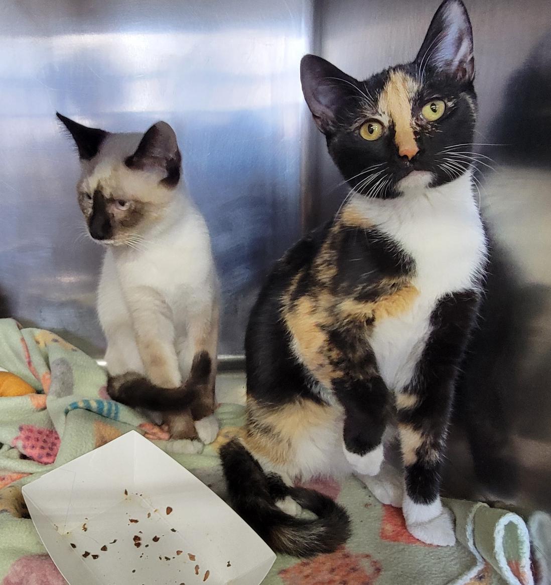 Meeko & Stella (Spayed) (Bonded Pair)