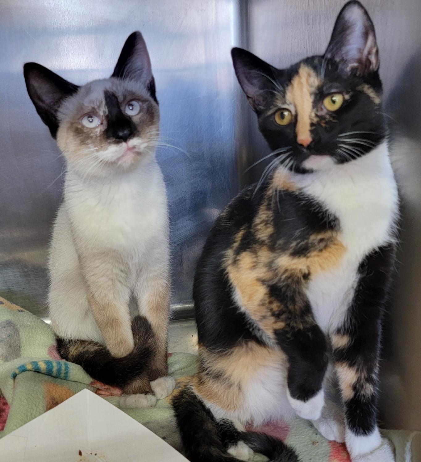 Meeko & Stella (Spayed) (Bonded Pair)
