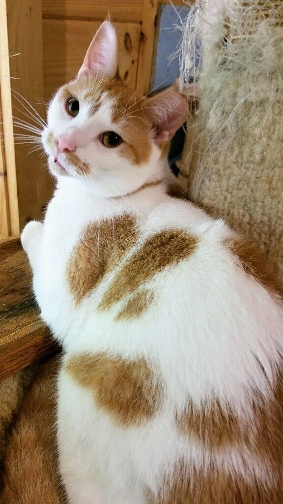 Henri, Adult Male Domestic Short Hair