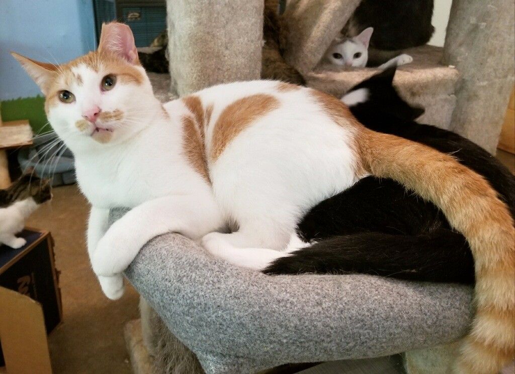 Henri, a Adoptable Domestic Short Hair in Ellijay, GA image 2/16