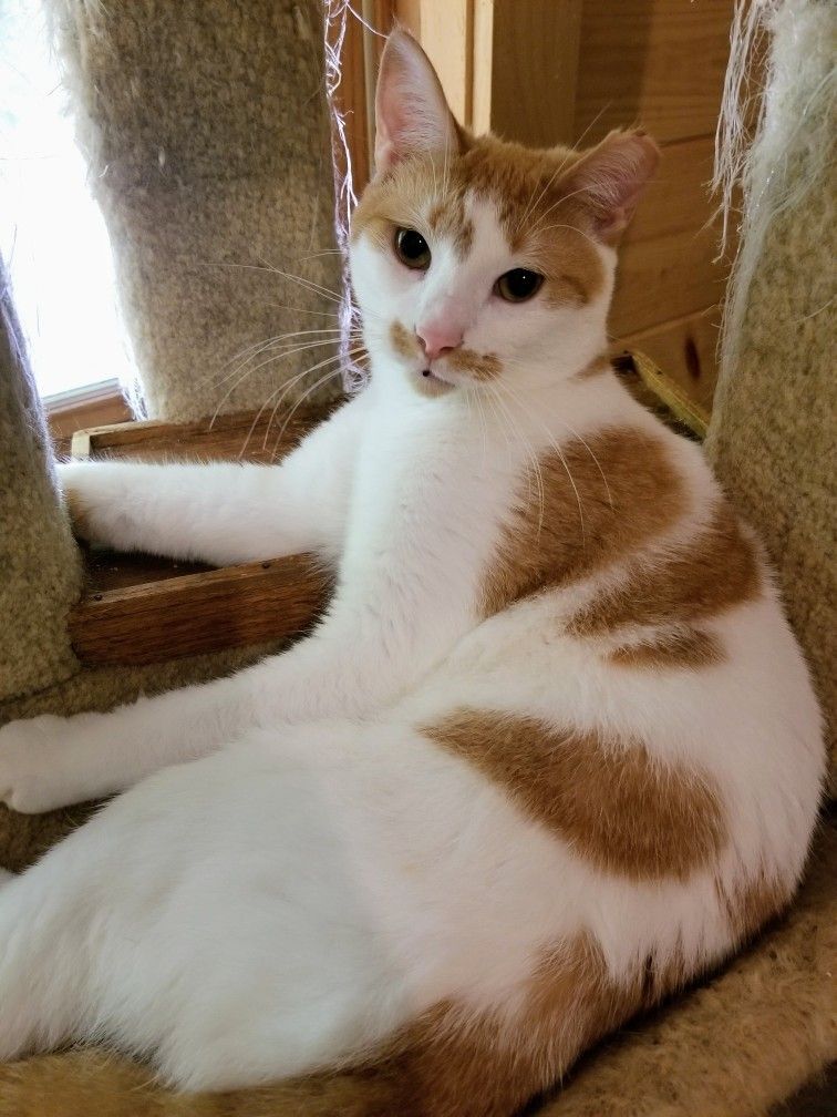 Henri, a Adoptable Domestic Short Hair in Ellijay, GA image 3/16