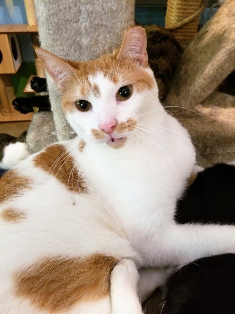 Henri, a Adoptable Domestic Short Hair in Ellijay, GA image 4/16