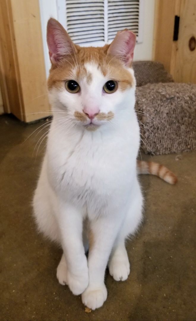 Henri, a Adoptable Domestic Short Hair in Ellijay, GA image 5/16