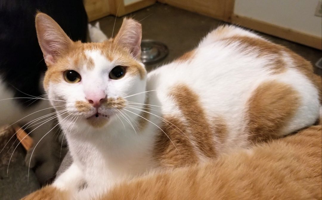 Henri, a Adoptable Domestic Short Hair in Ellijay, GA image 6/16