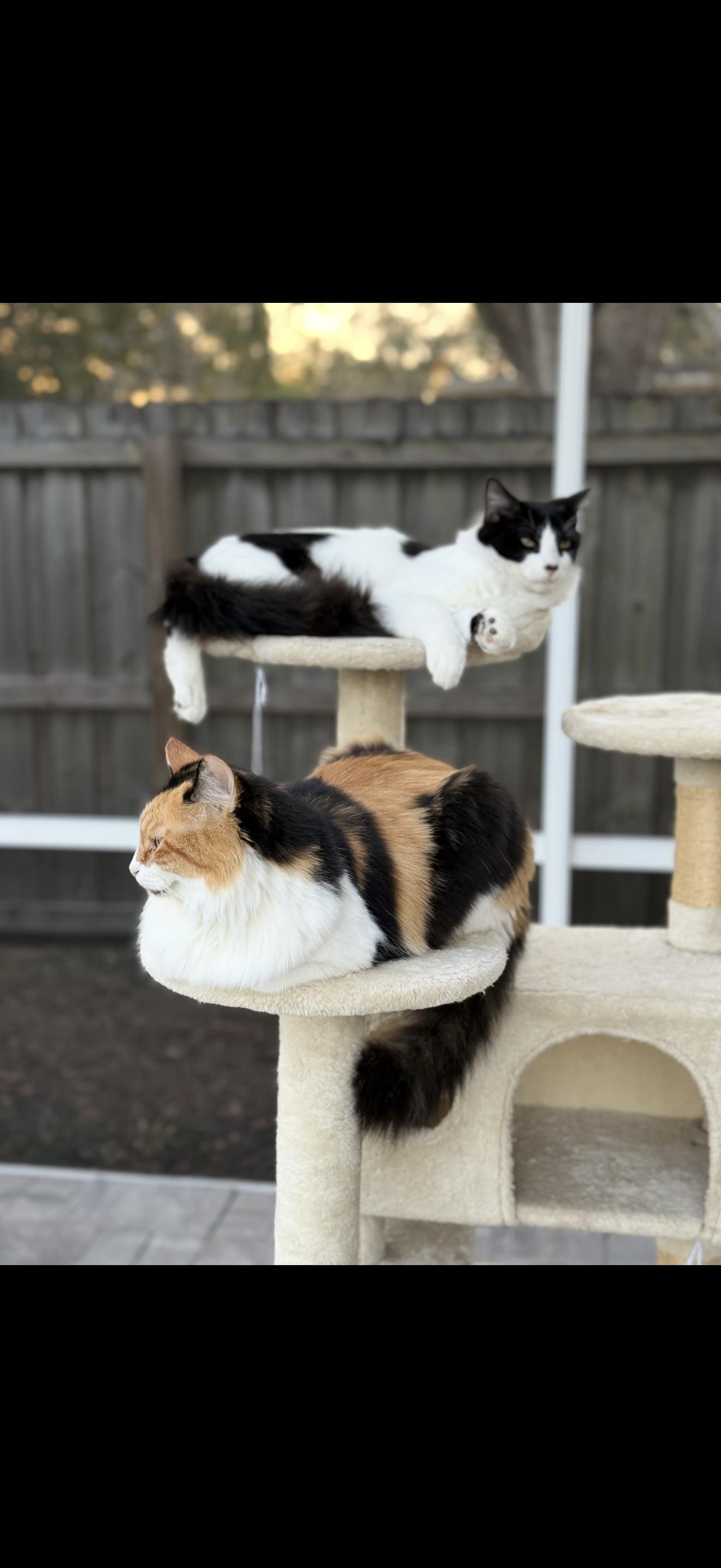 Otto (bonded with his mom mama) , Adoptable, Young Male Tuxedo.