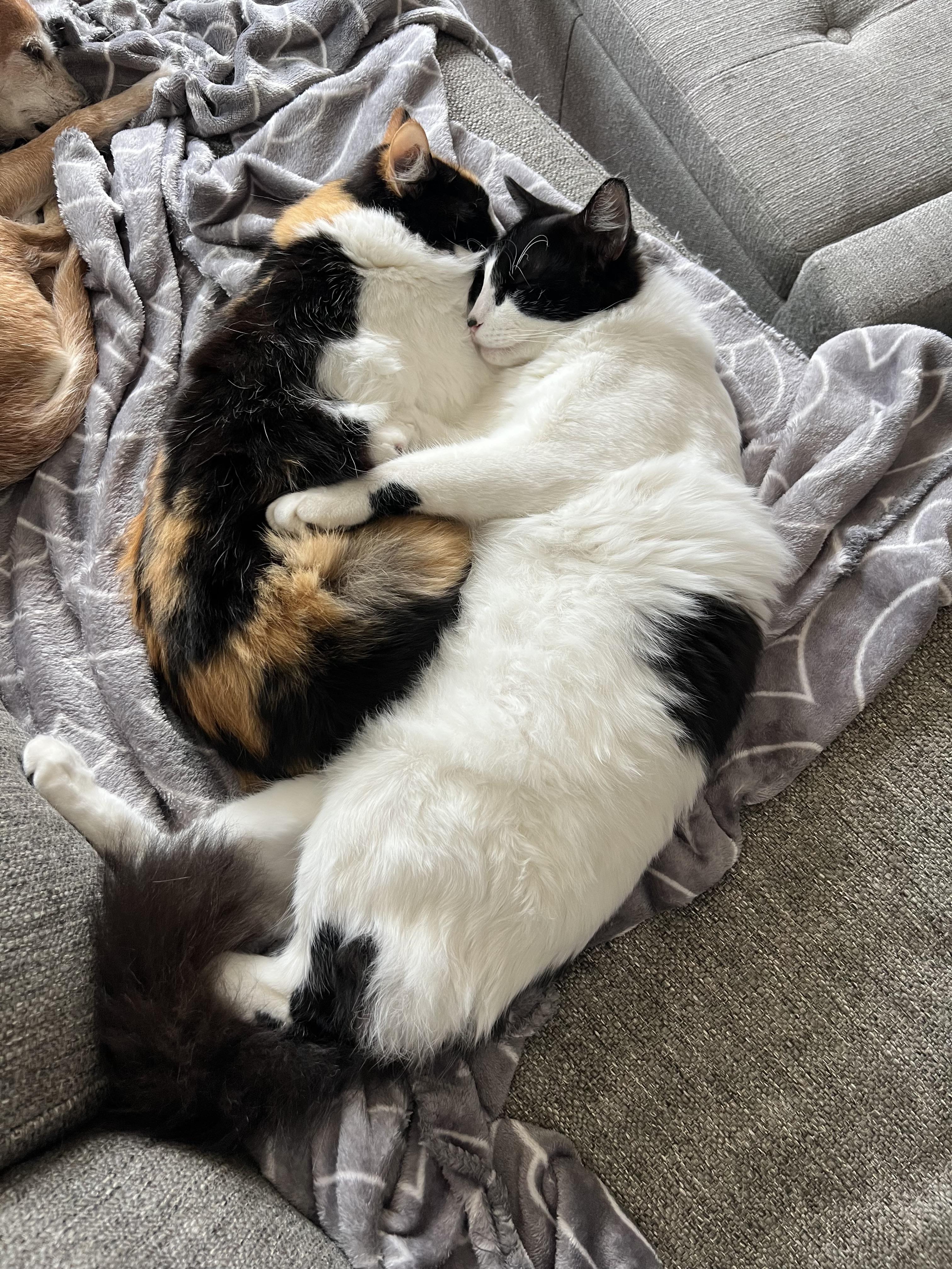 Otto (bonded with his mom mama) , a Adoptable Tuxedo in Tampa, FL image 4/5