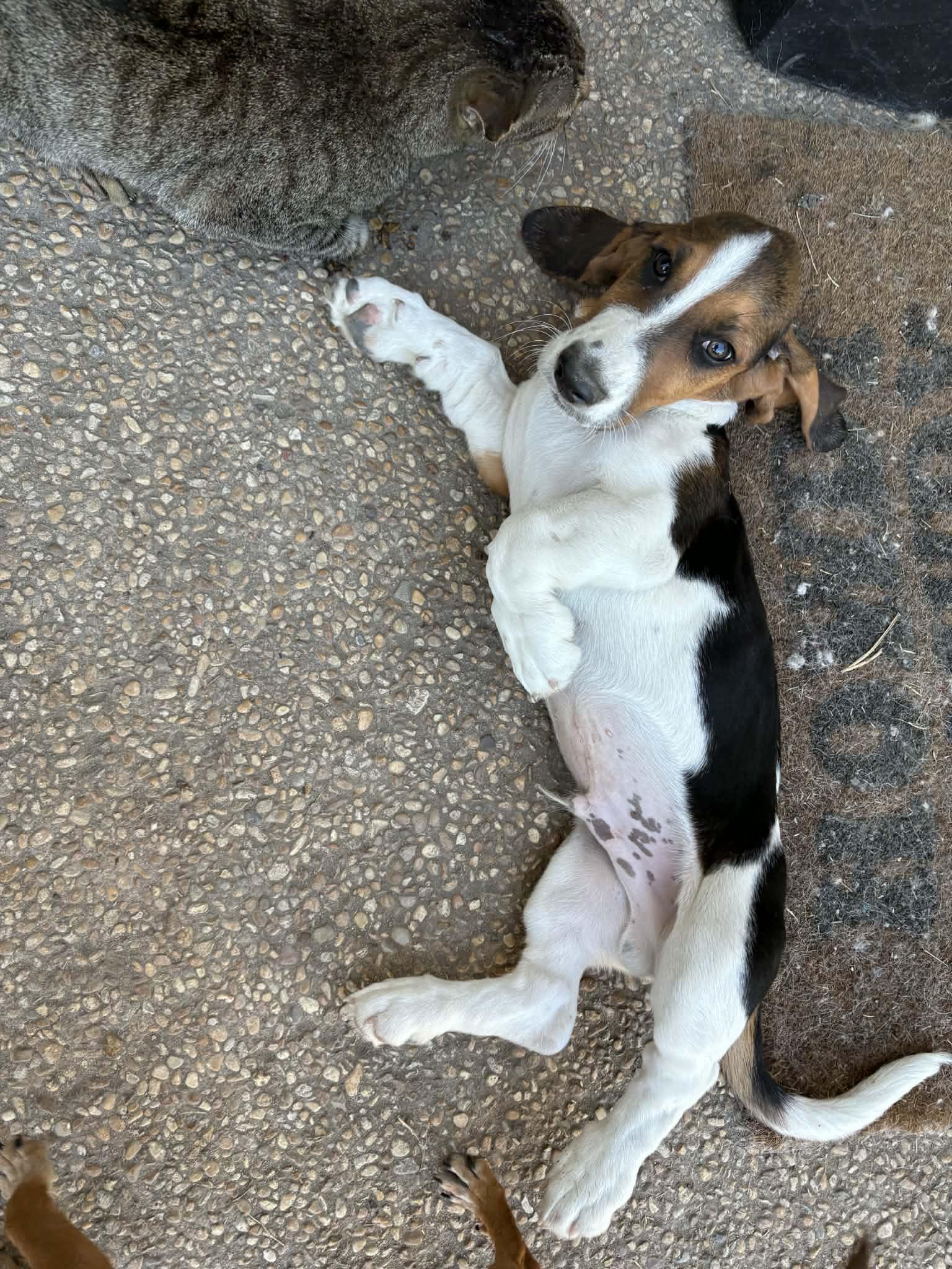 Enlarge Howdy, a ADOPTABLE Basset Hound in kirby, TX image 1/1
