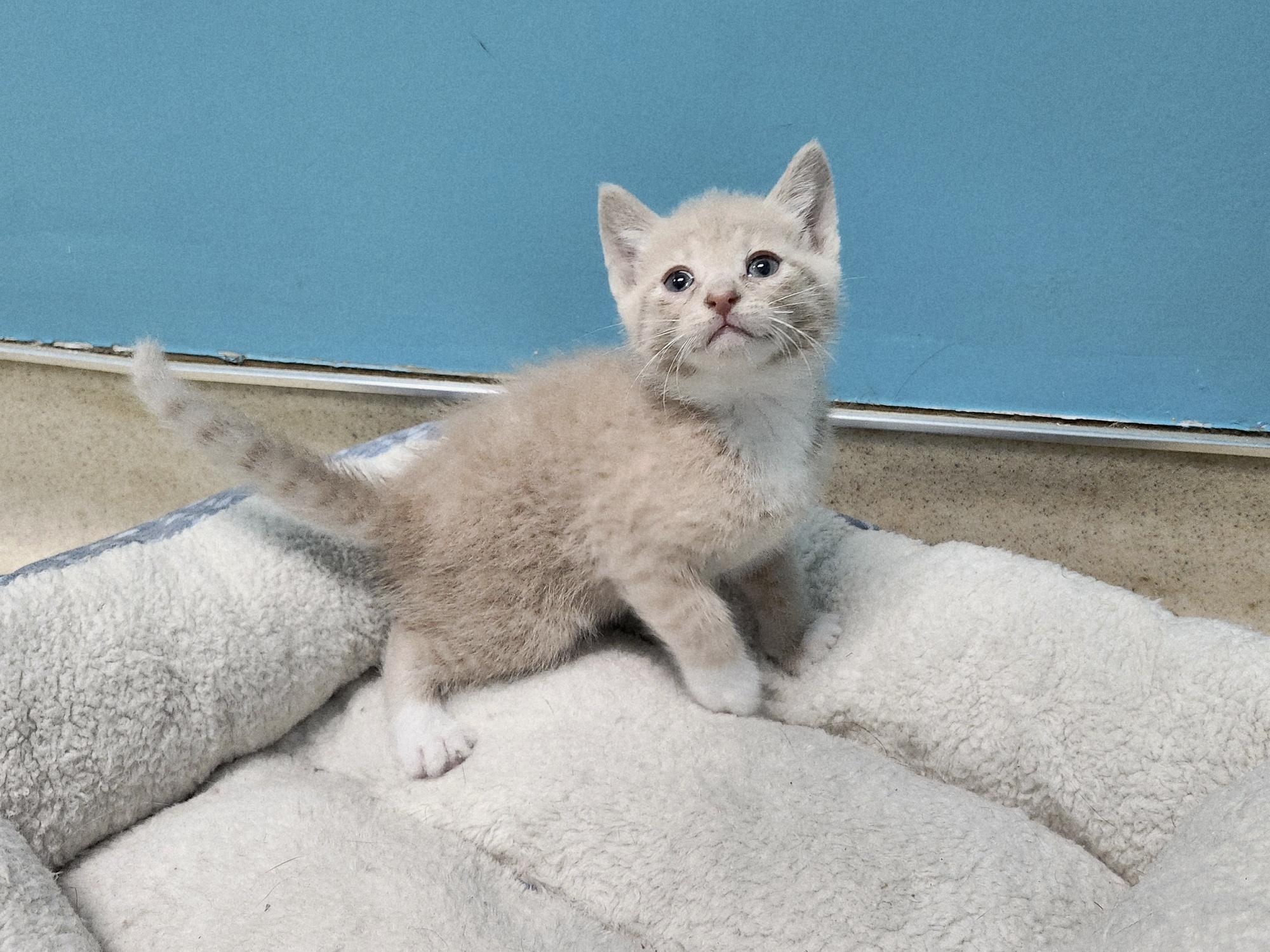 Banana, adopted, Kitten Male Domestic Short Hair.