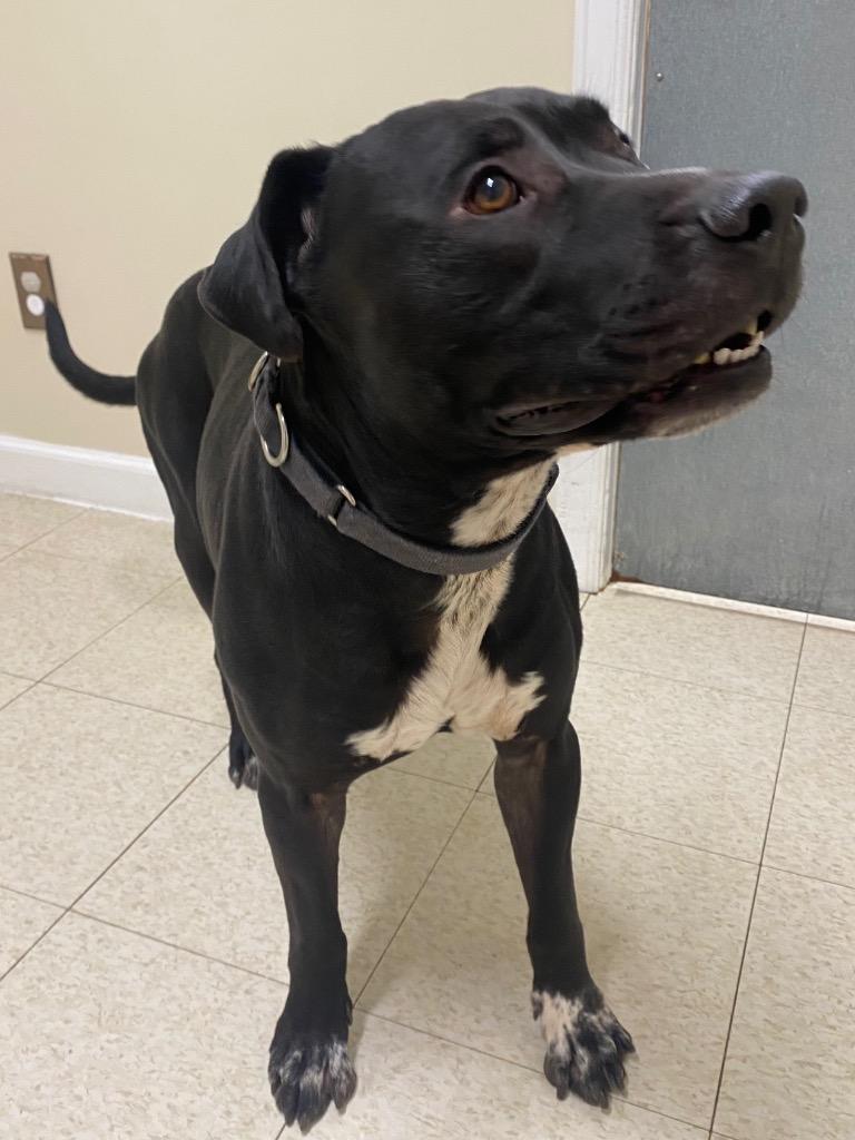 Nimbus, Adoptable, Adult Male Labrador Retriever & Mixed Breed.