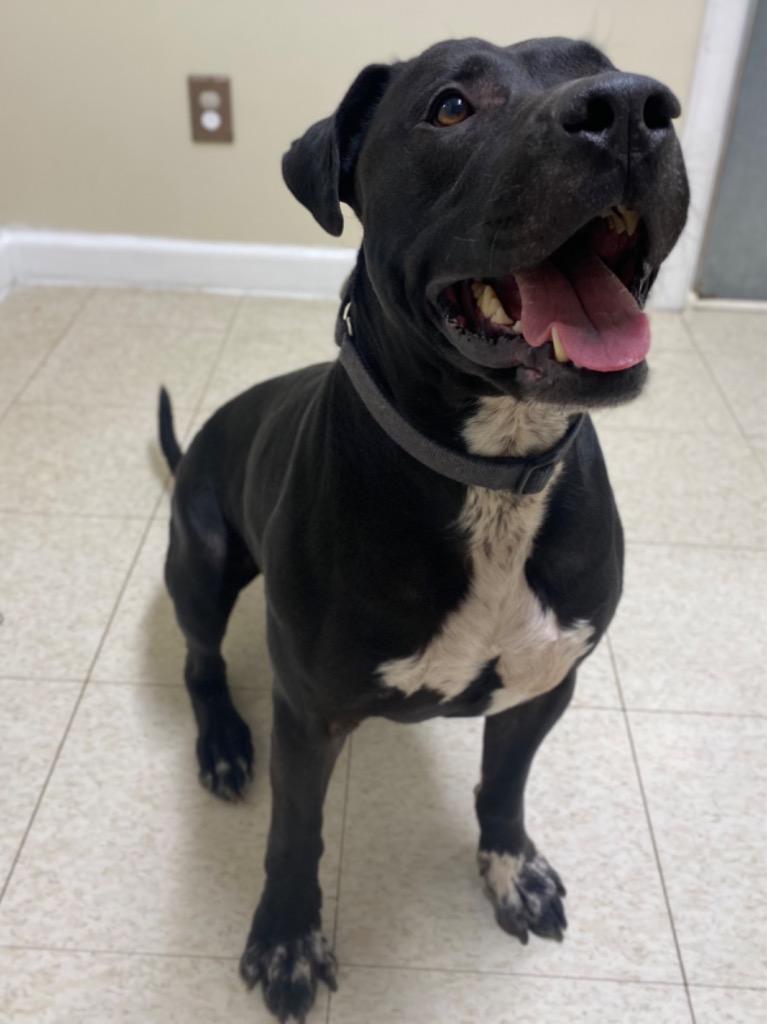 Enlarge Nimbus, a Adoptable mixed breed in Fall River, MA image 2/5