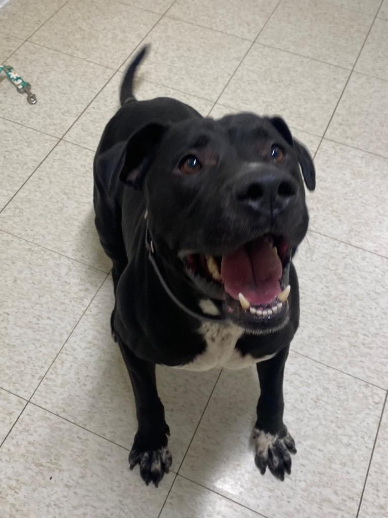 Enlarge Nimbus, a Adoptable mixed breed in Fall River, MA image 3/5
