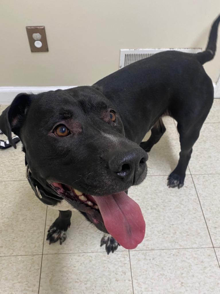 Enlarge Nimbus, a Adoptable mixed breed in Fall River, MA image 4/5