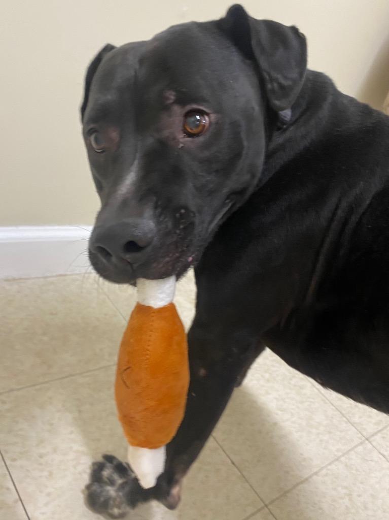 Enlarge Nimbus, a Adoptable mixed breed in Fall River, MA image 5/5