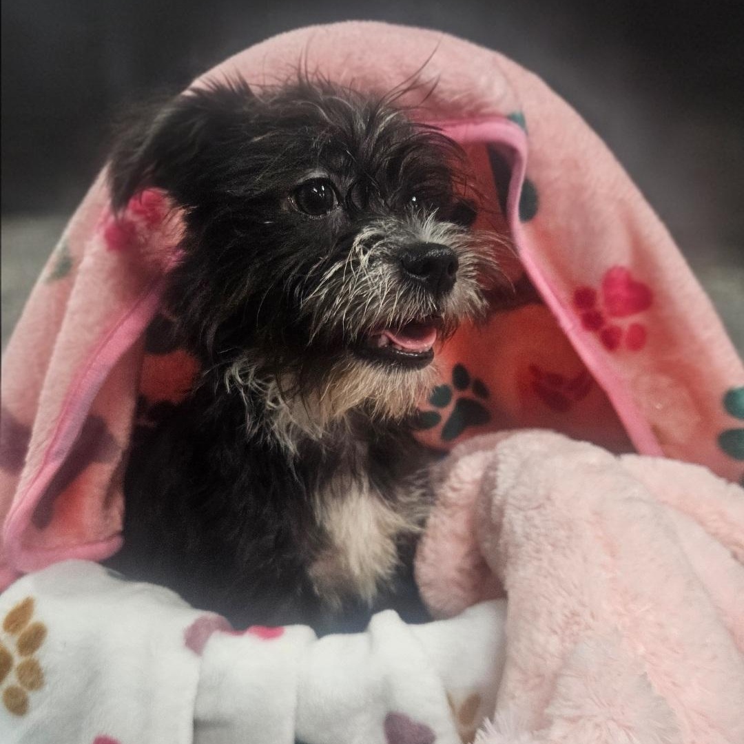 Rose, an adopted mixed breed in Danbury, CT image 2/4
