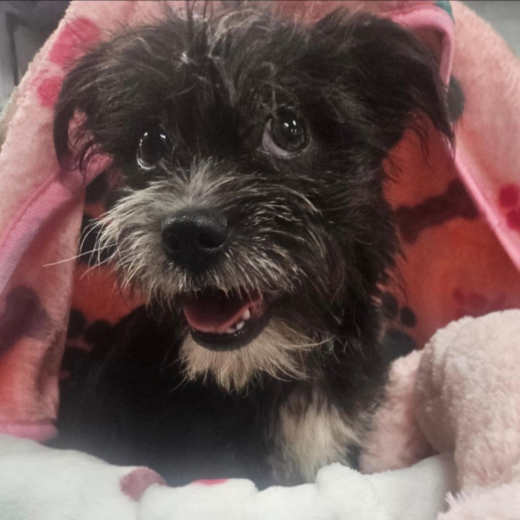 Rose, an adopted mixed breed in Danbury, CT image 1/4