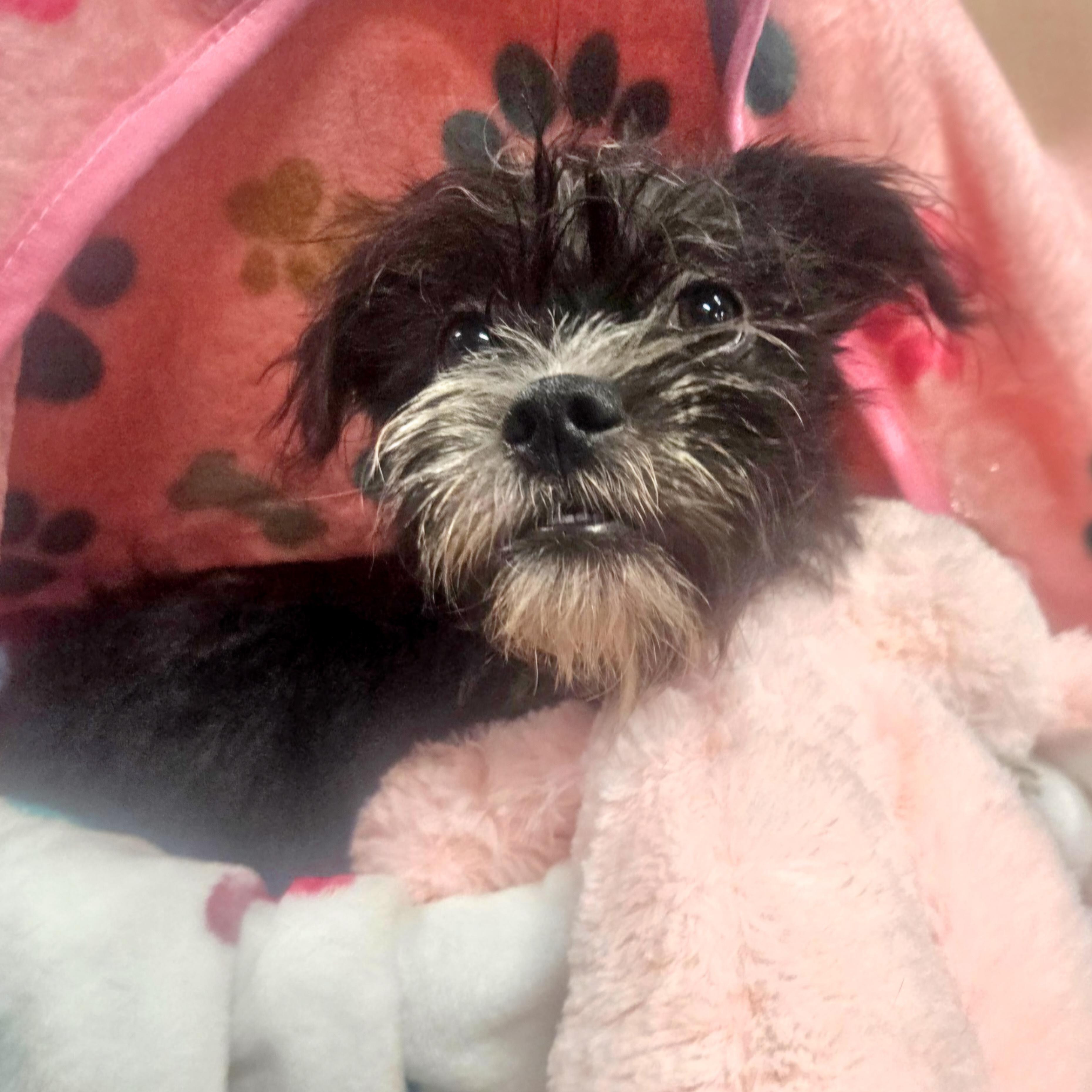 Rose, an adopted mixed breed in Danbury, CT image 4/4