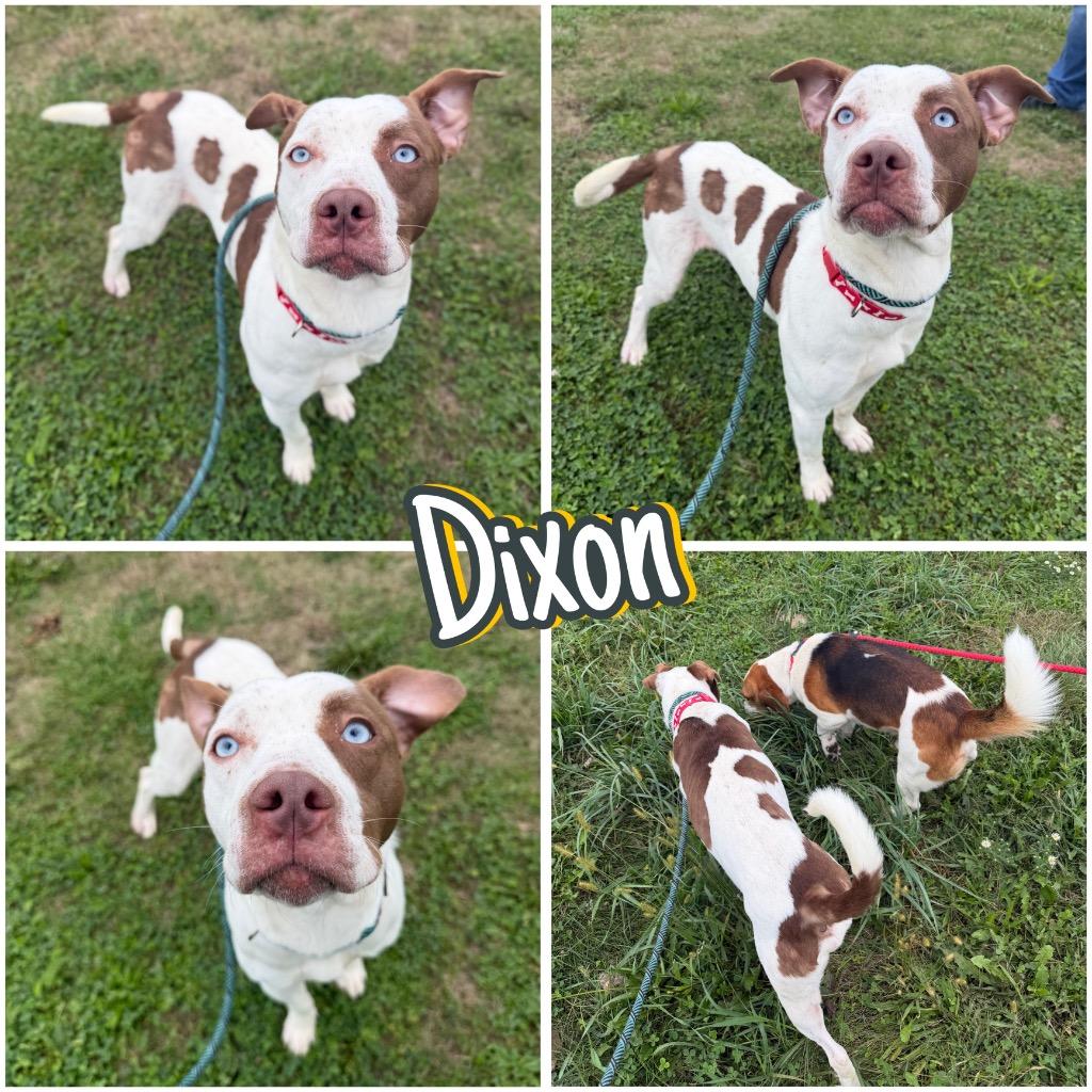 Dixon, Adoptable, Young Male American Staffordshire Terrier.