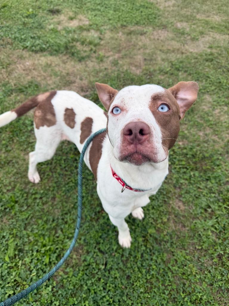 Enlarge Dixon, a Adoptable mixed breed in Pierceton, IN image 2/6