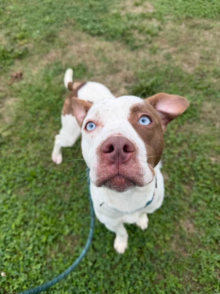 Enlarge Dixon, a Adoptable mixed breed in Pierceton, IN image 4/6