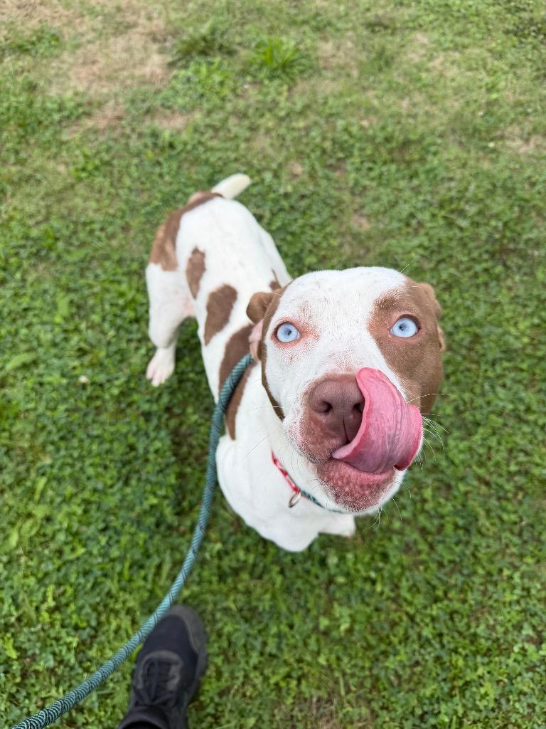 Enlarge Dixon, a Adoptable mixed breed in Pierceton, IN image 5/6