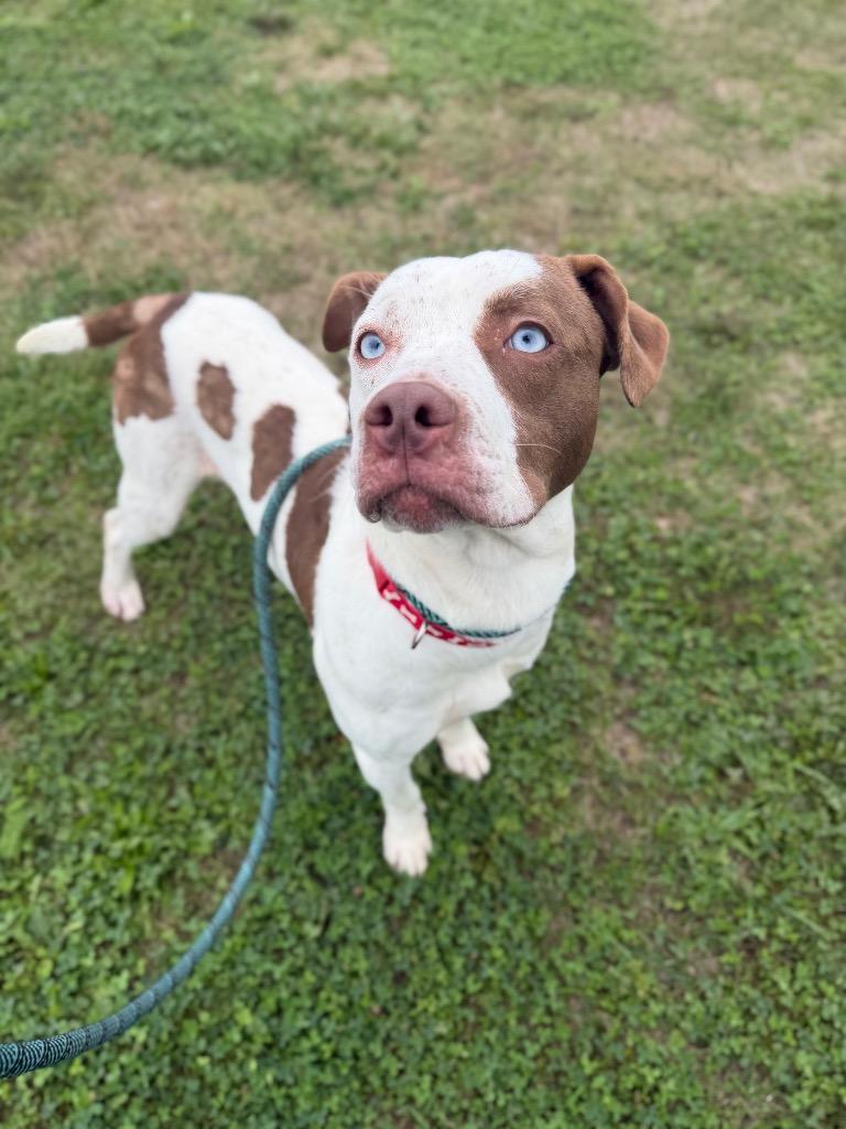 Enlarge Dixon, a Adoptable mixed breed in Pierceton, IN image 6/6