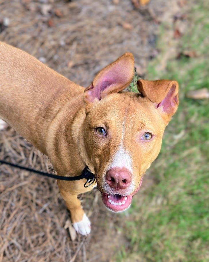 Enlarge Woody, a Adoptable mixed breed in Douglasville, GA image 1/6