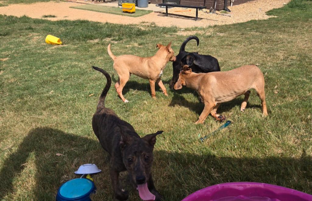 Enlarge Woody, a Adoptable mixed breed in Douglasville, GA image 2/6