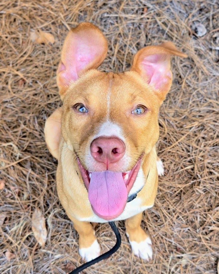 Enlarge Woody, a Adoptable mixed breed in Douglasville, GA image 4/6