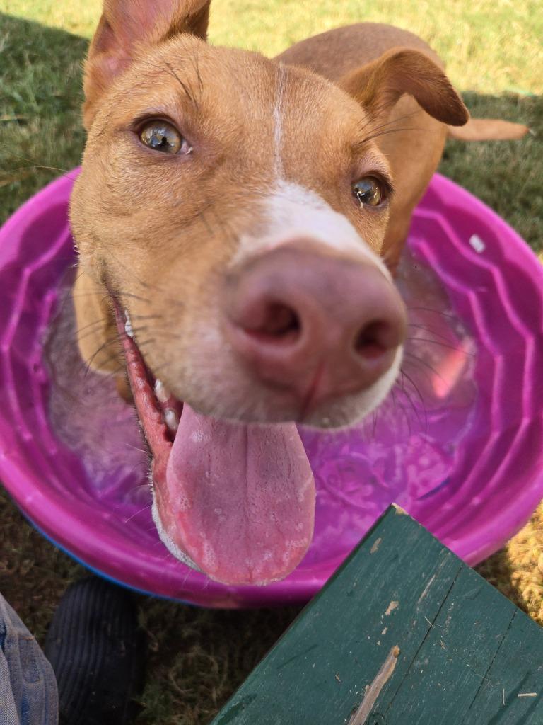 Enlarge Woody, a Adoptable mixed breed in Douglasville, GA image 5/6